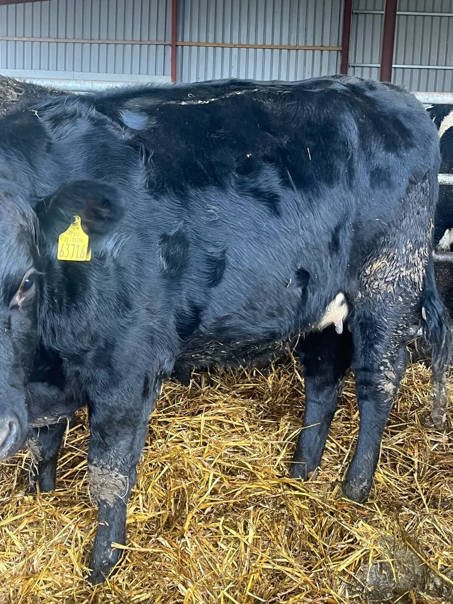 SUPER ANGUS SPRINGERS - Image 4