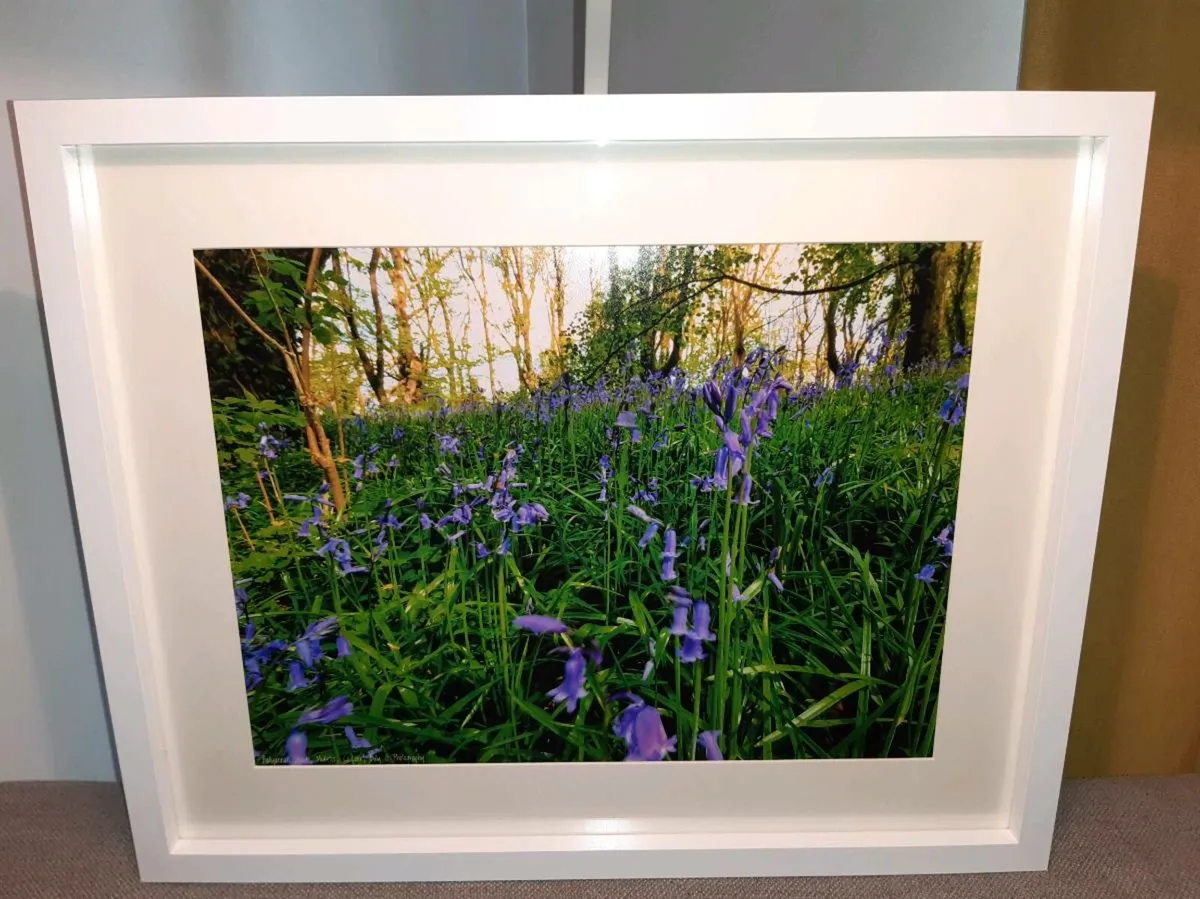 Bluebells in Ballyannan Woods - Image 1