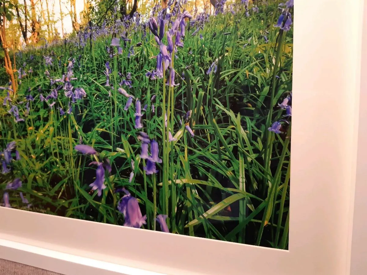 Bluebells in Ballyannan Woods - Image 2