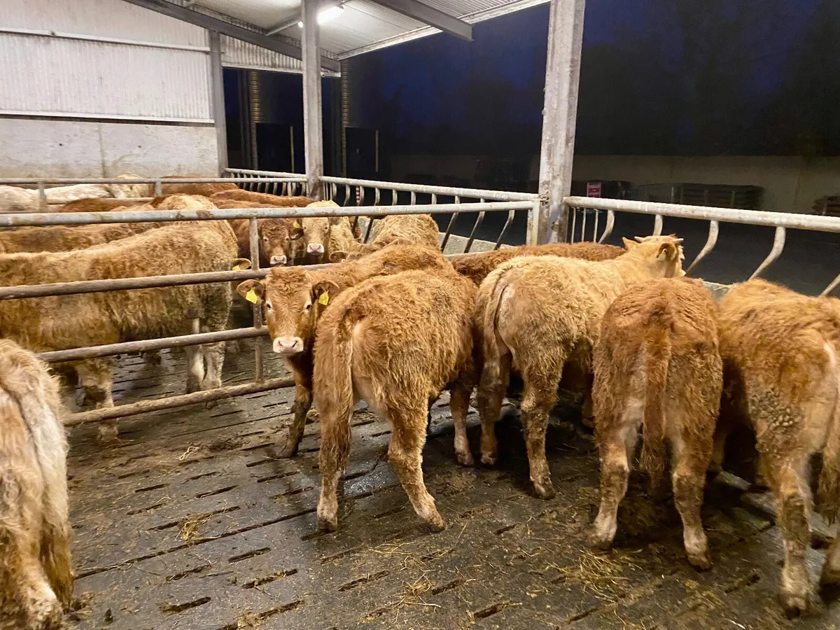 Top Quality U Grading Continental Bullocks - Image 2