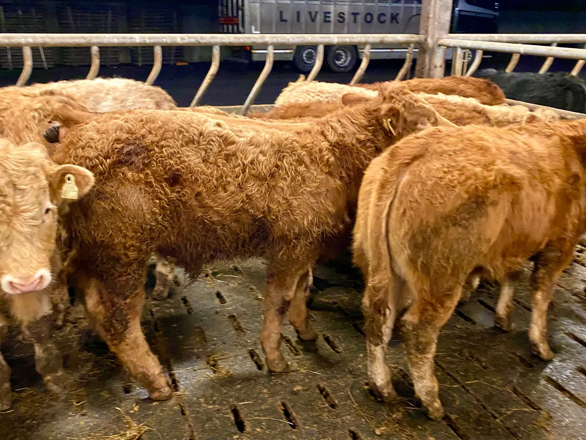 Top Quality U Grading Continental Bullocks - Image 1