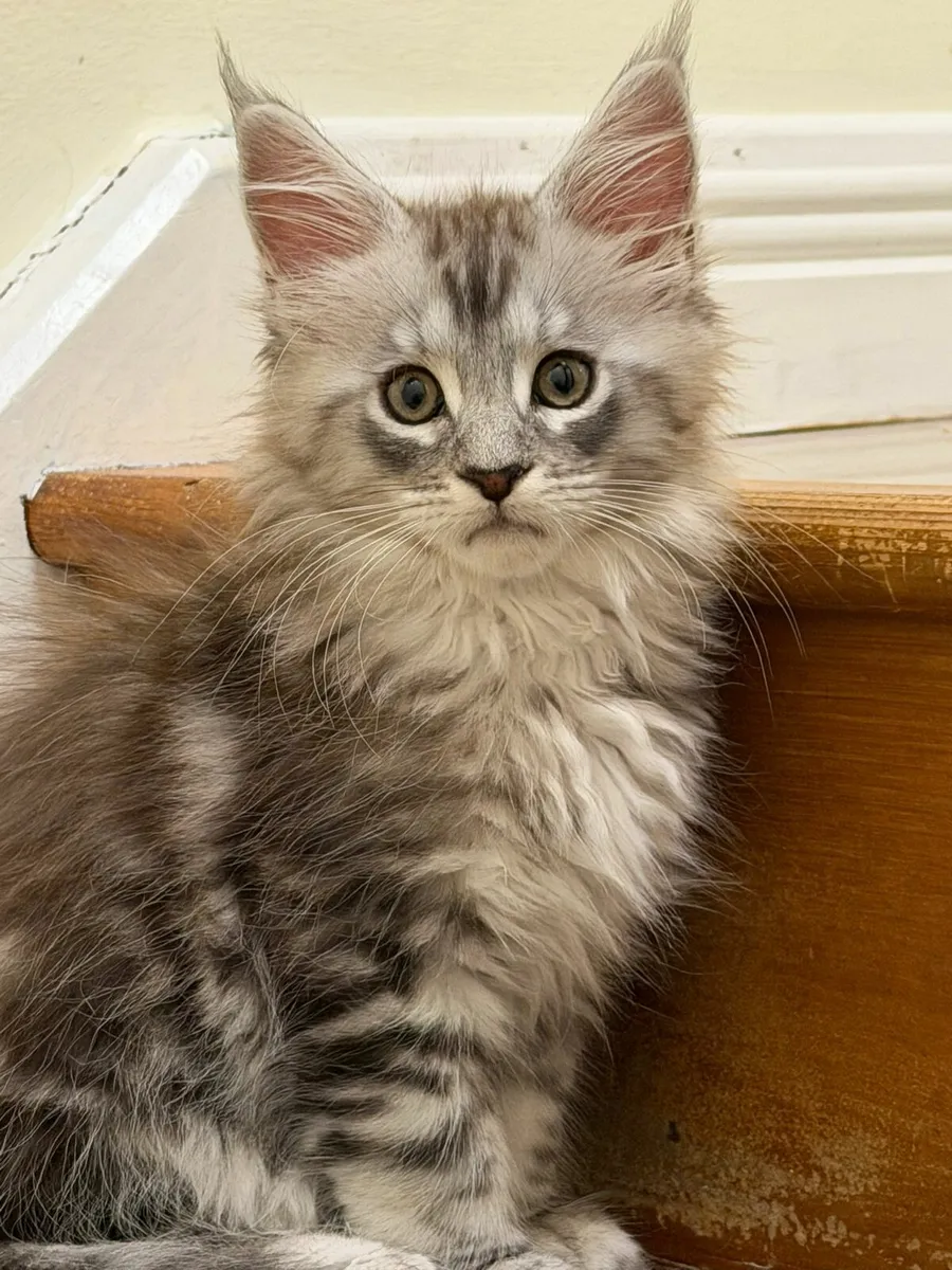 Maine Coon kittens - Image 1