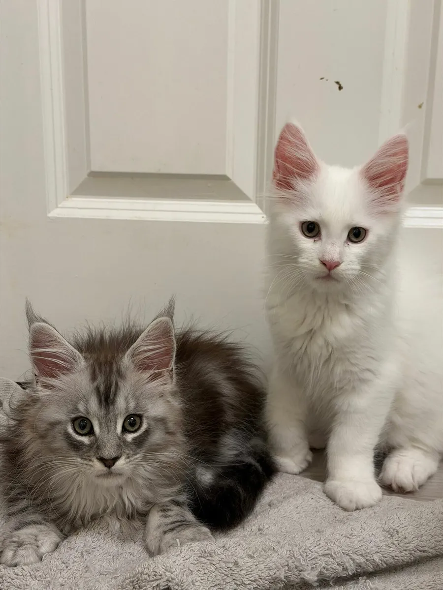 Maine Coon kittens - Image 2