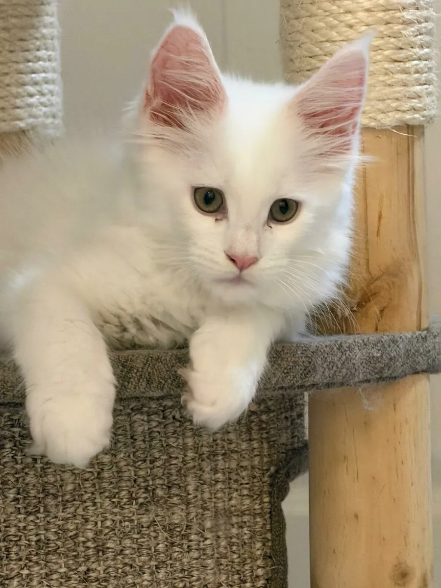 Maine Coon kittens - Image 3