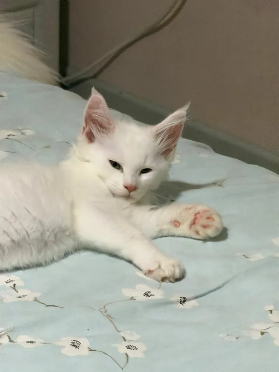 Maine Coon kittens - Image 4