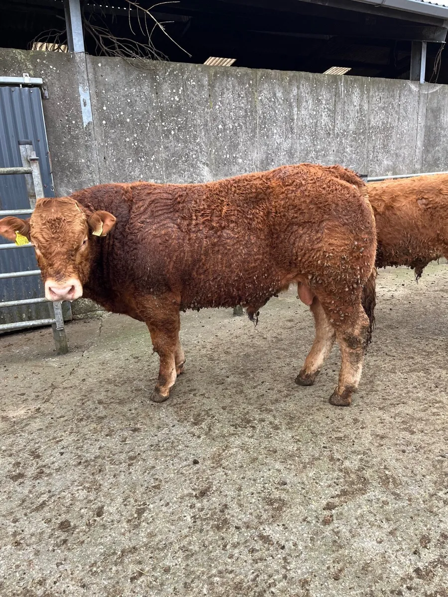 Pedigree Limousin Bulls - Image 1