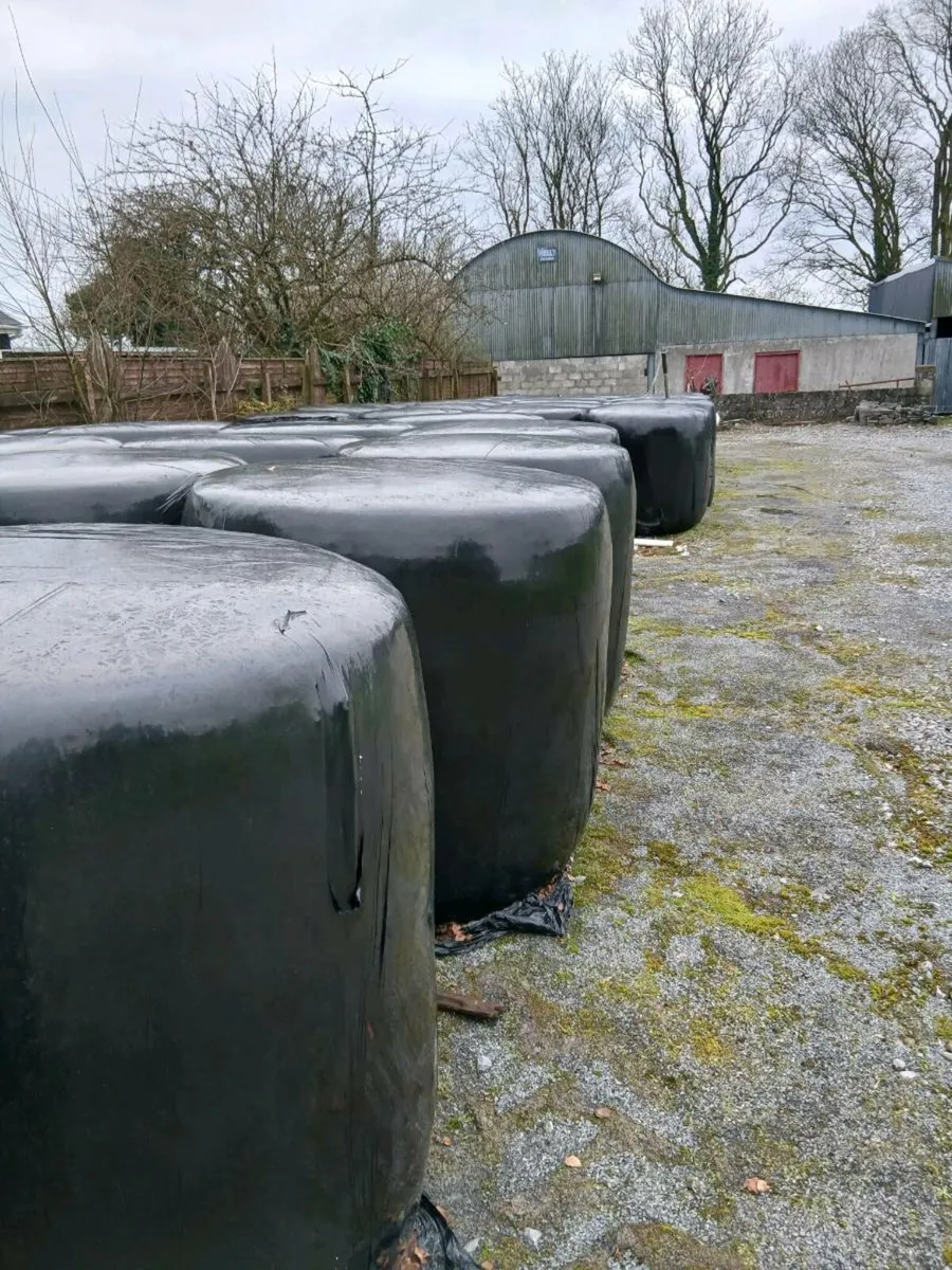 Hay  and Silage  for sale - Image 3