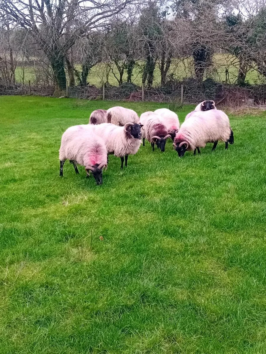 Hill ewes. Broken mouths - Image 1