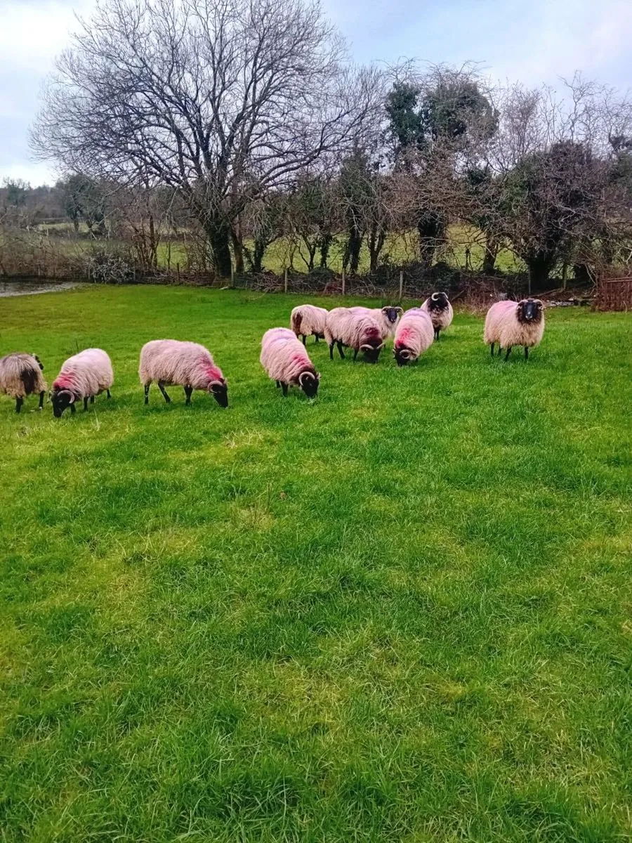 Hill ewes. Broken mouths - Image 2