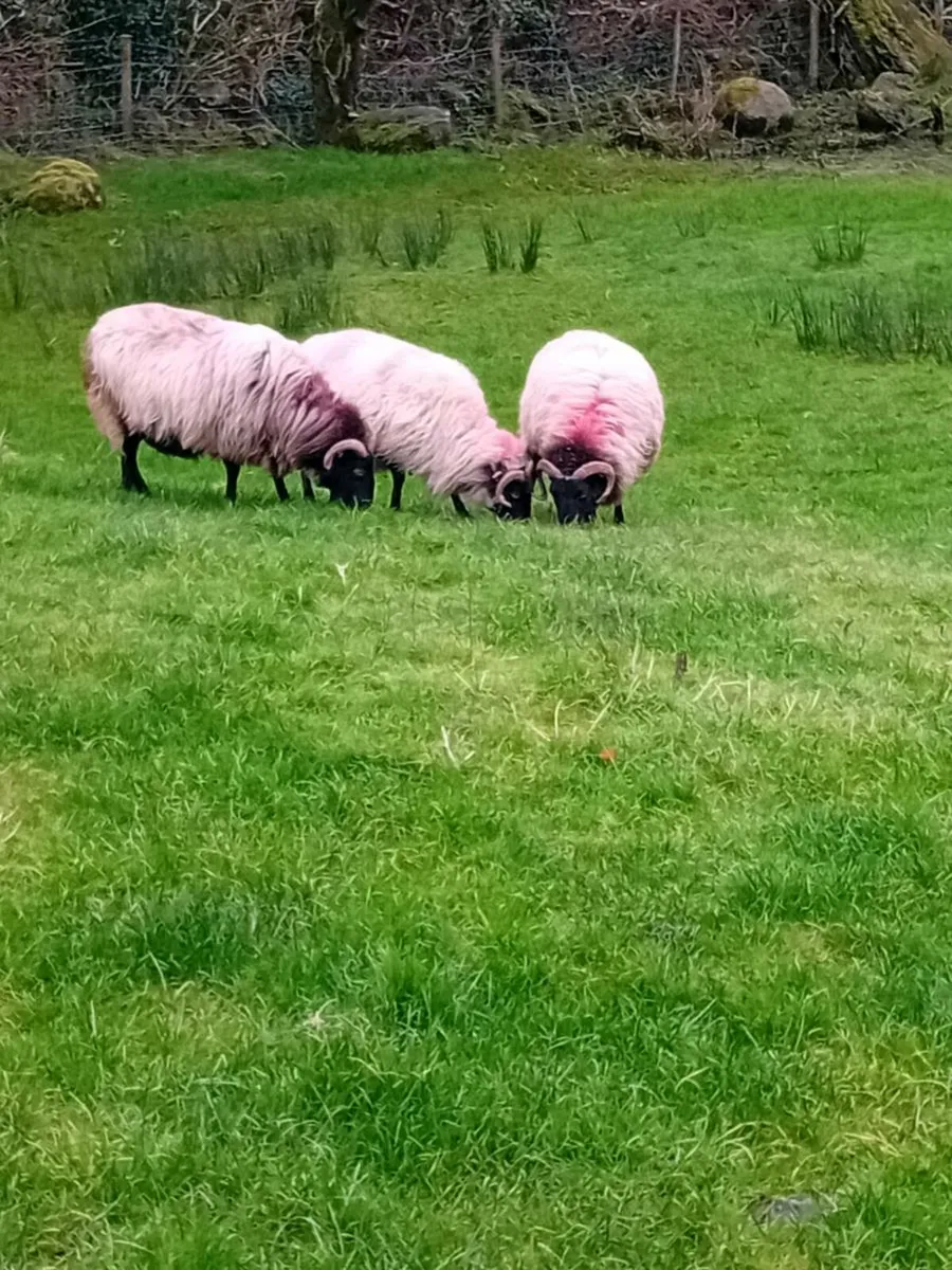 Hill ewes. Broken mouths - Image 4