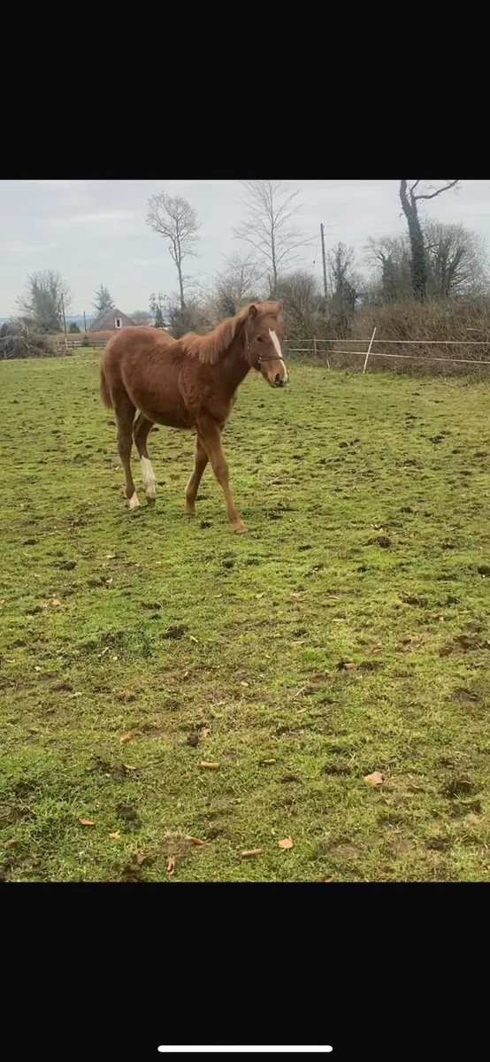 Foal - Image 2