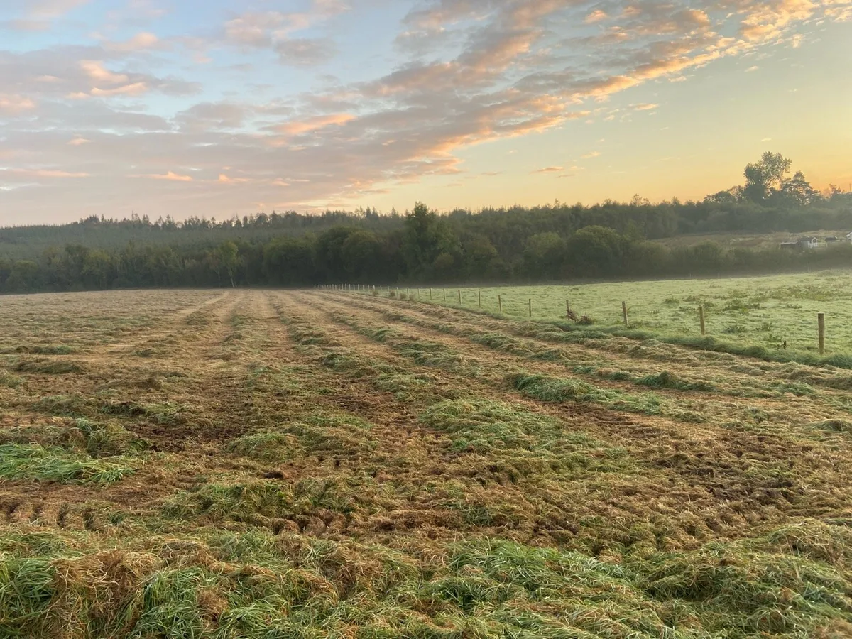 45/50 bales …. - Image 2