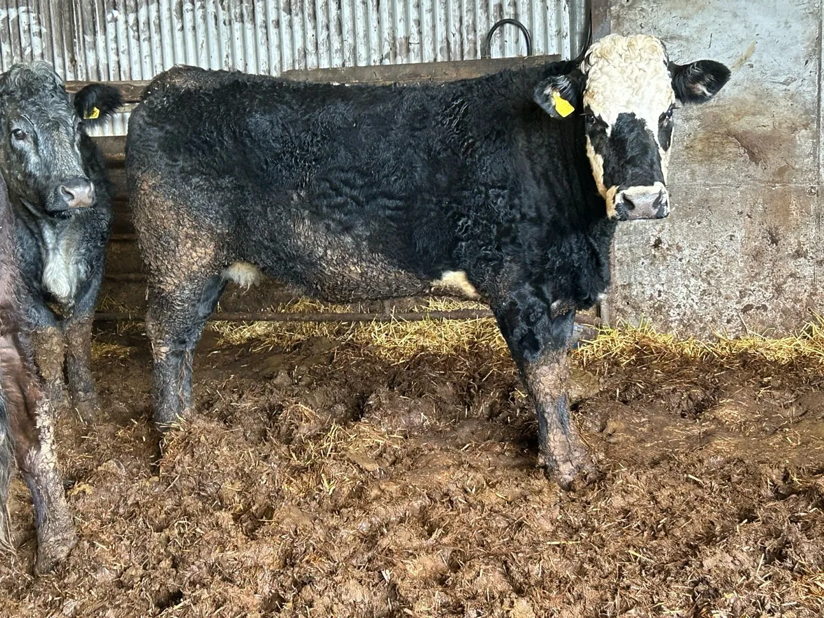 3 5 star ⭐️⭐️⭐️⭐️⭐️genotyped incalf heifers - Image 3