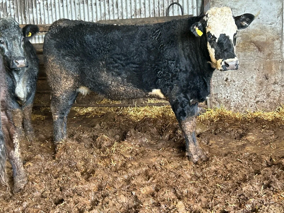 3 5 star ⭐️⭐️⭐️⭐️⭐️genotyped incalf heifers - Image 4