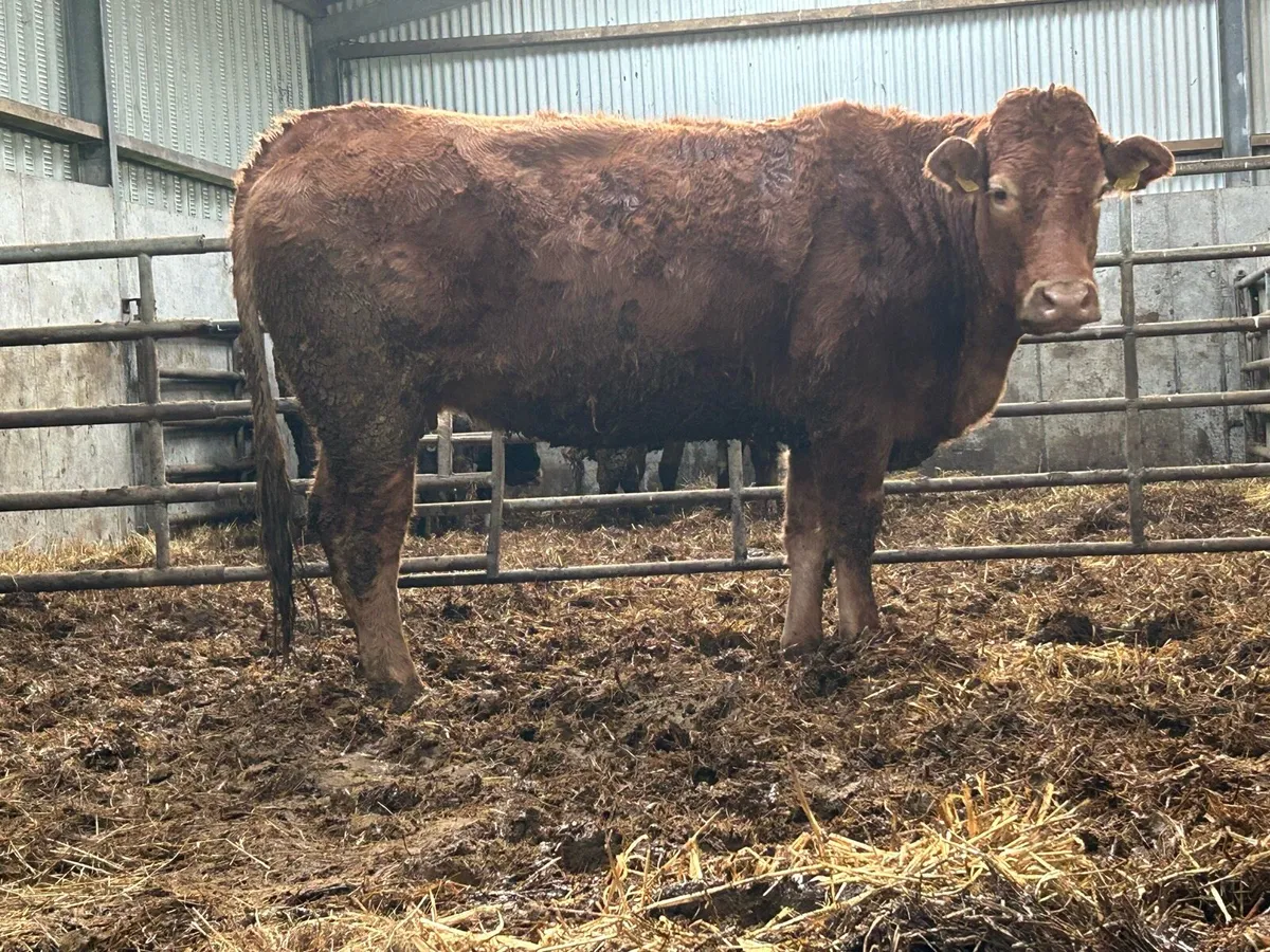 3 5 star ⭐️⭐️⭐️⭐️⭐️genotyped incalf heifers - Image 2