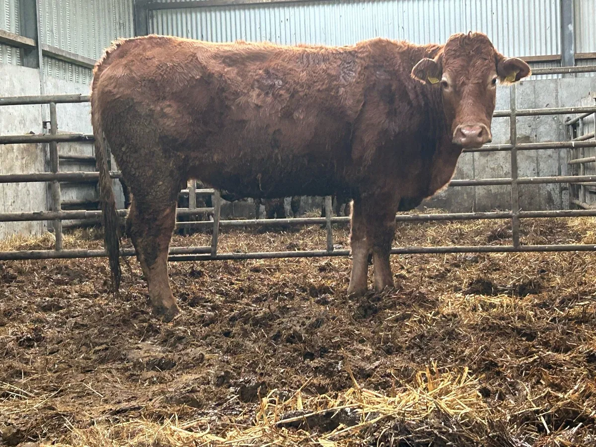 3 5 star ⭐️⭐️⭐️⭐️⭐️genotyped incalf heifers - Image 1