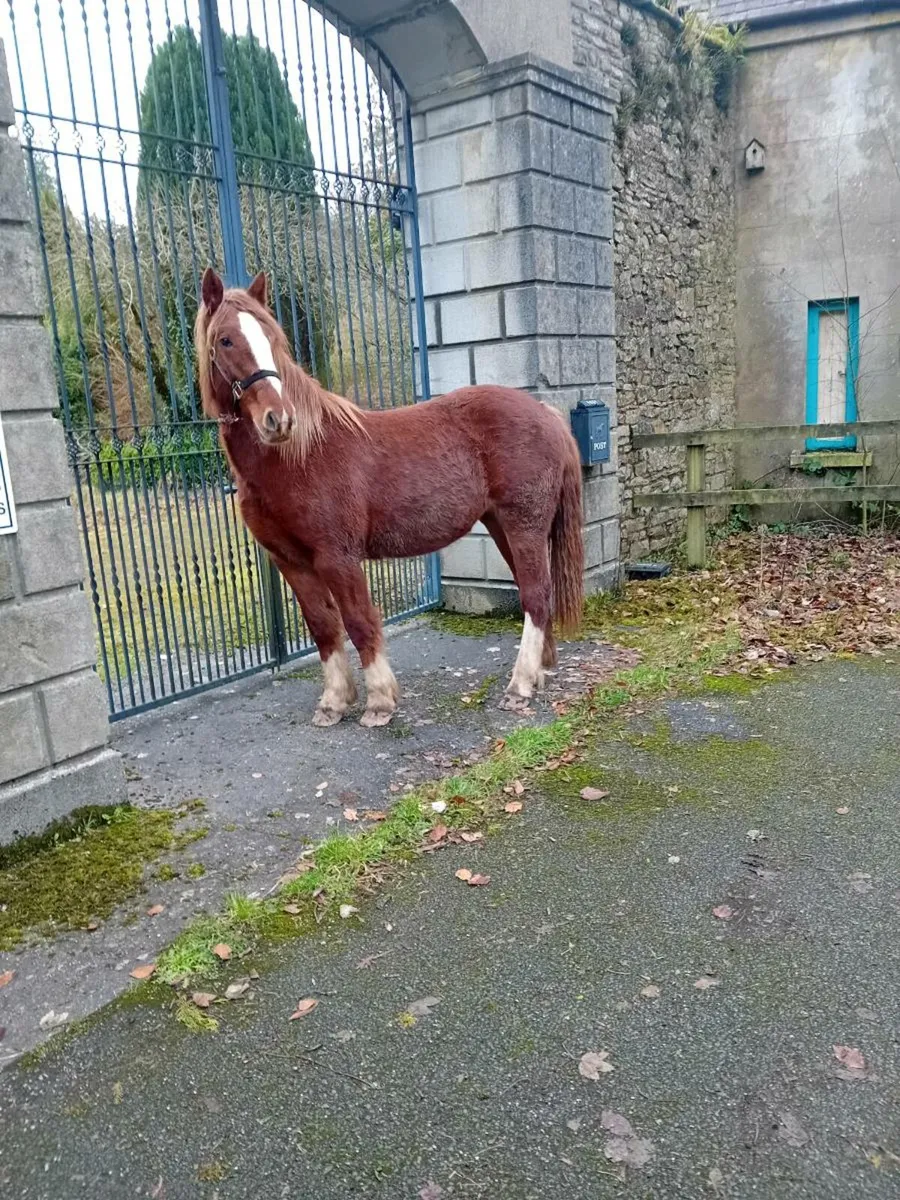 Cracking filly - Image 1