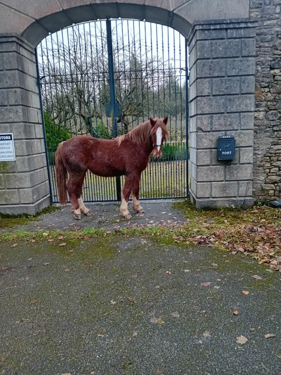 Cracking filly - Image 2