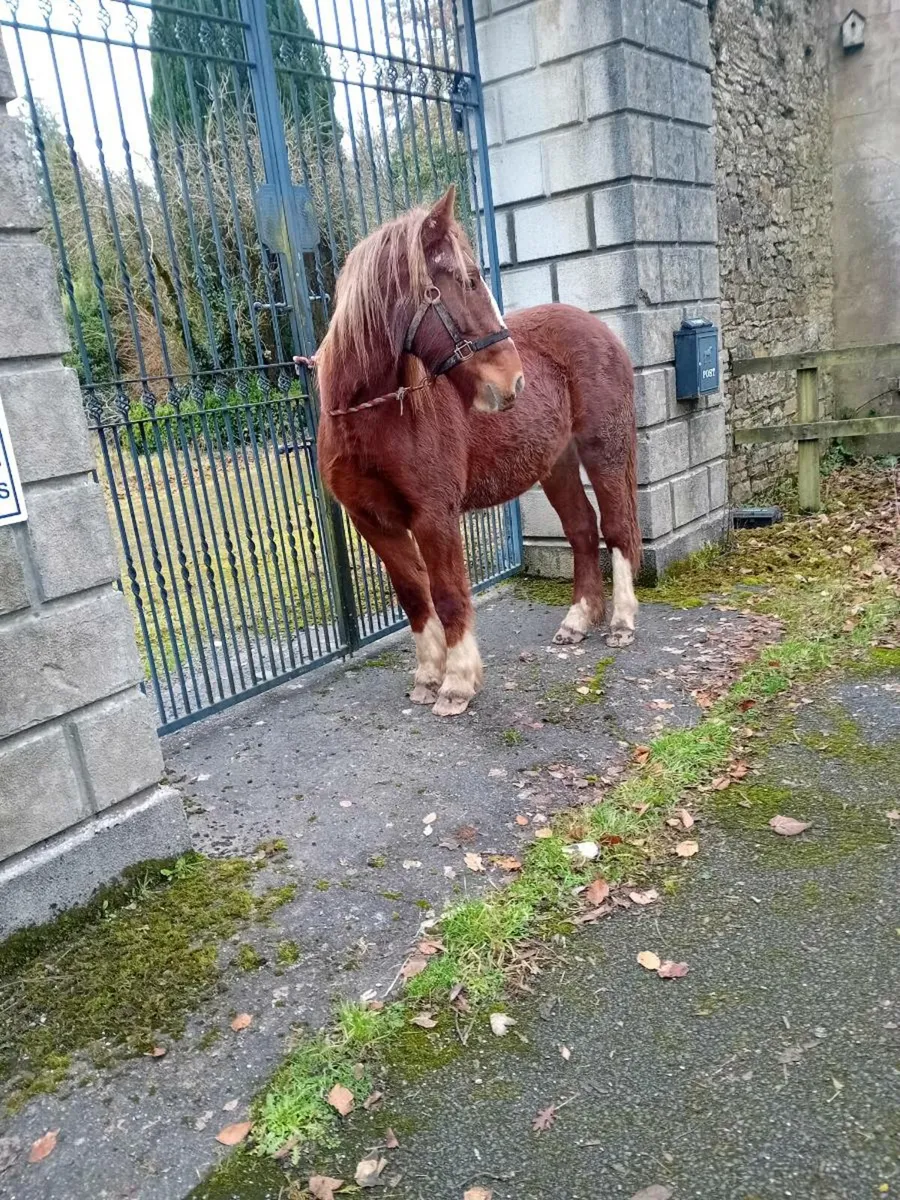 Cracking filly - Image 3