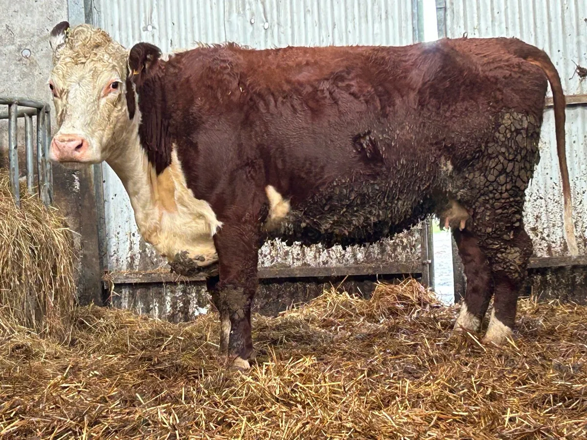 Incalf third calving Hereford cow - Image 2