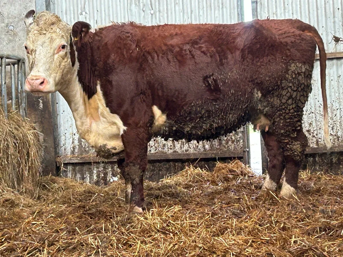 Incalf third calving Hereford cow - Image 3