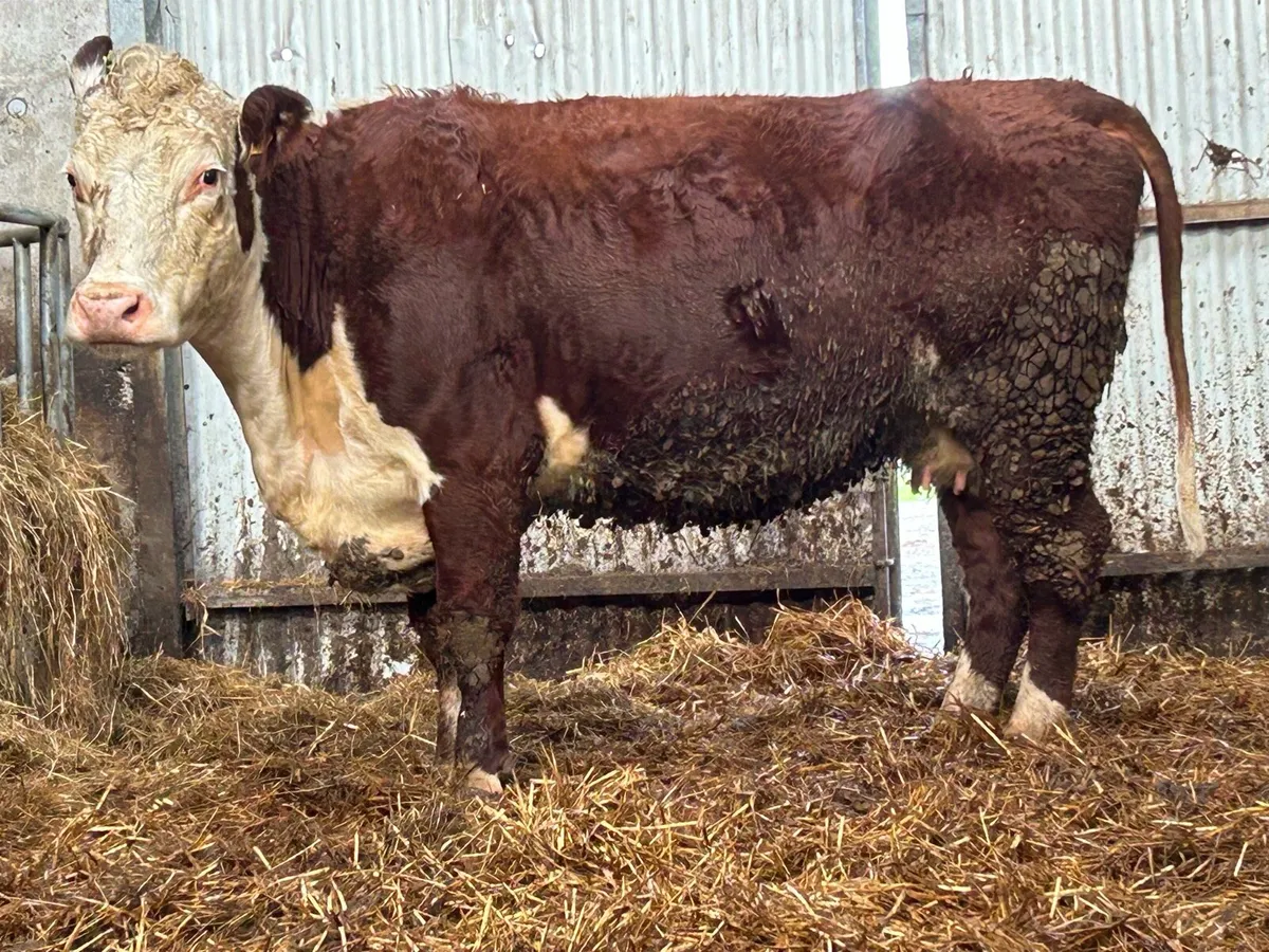 Incalf third calving Hereford cow - Image 4