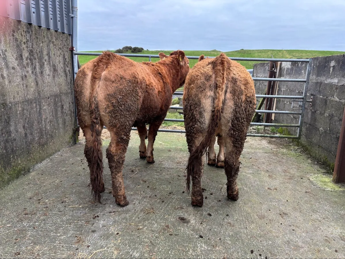Pedigree Limousin Heifers - Image 1