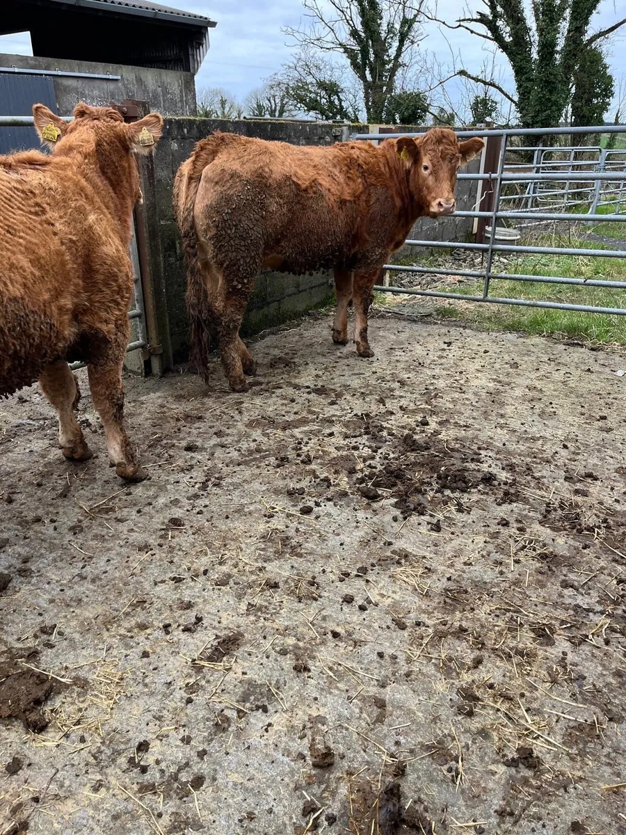 Pedigree Limousin Heifers - Image 2