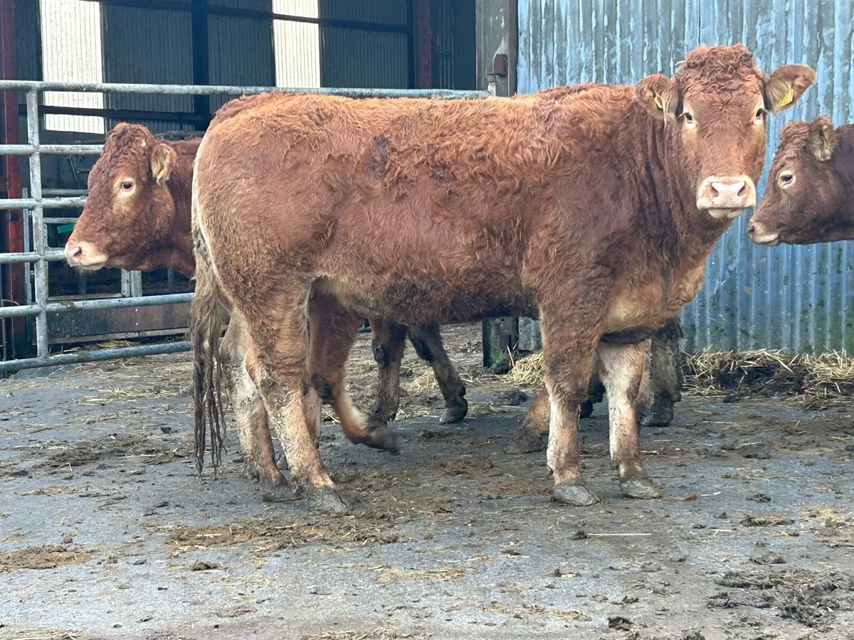 7 super red limousine incalf heifers - Image 3