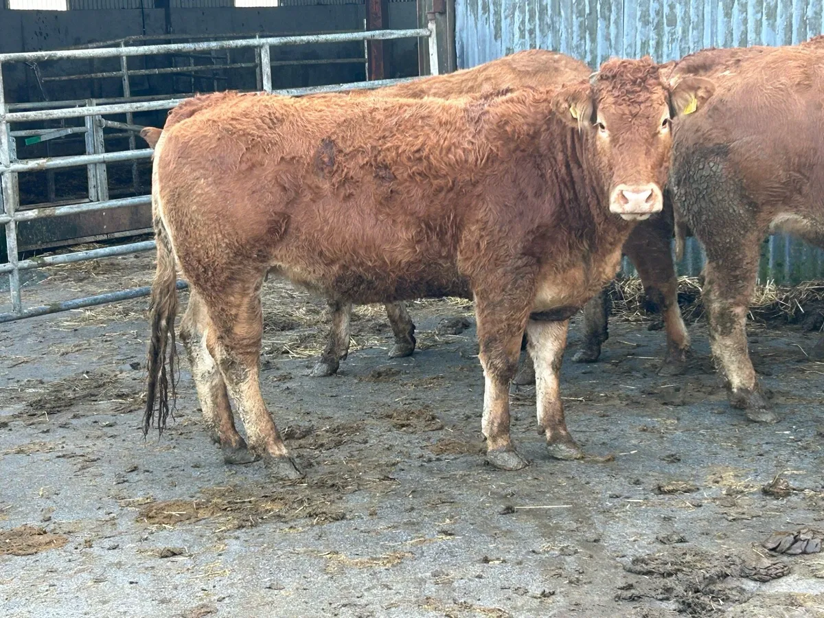 7 super red limousine incalf heifers - Image 4