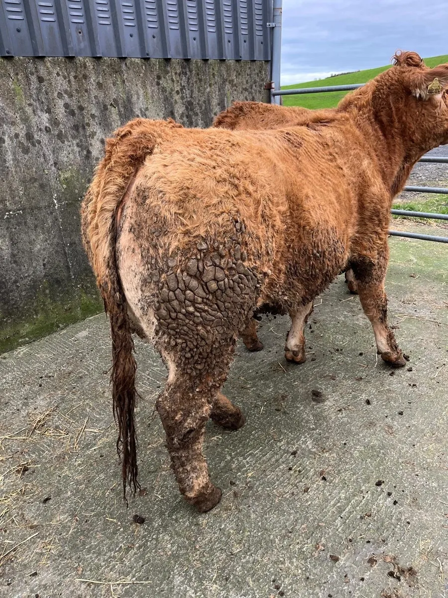 Pedigree Limousin Heifers - Image 3