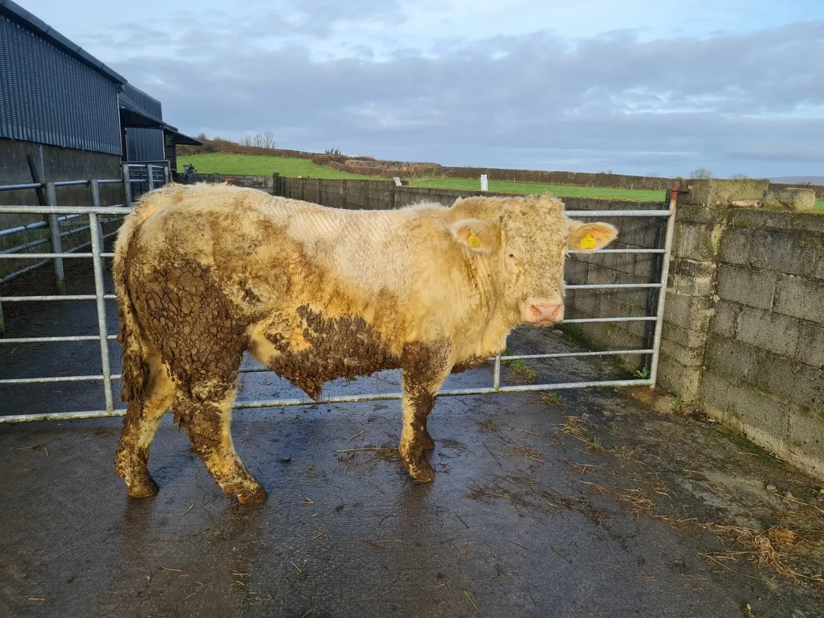 Charolais bull - Image 1