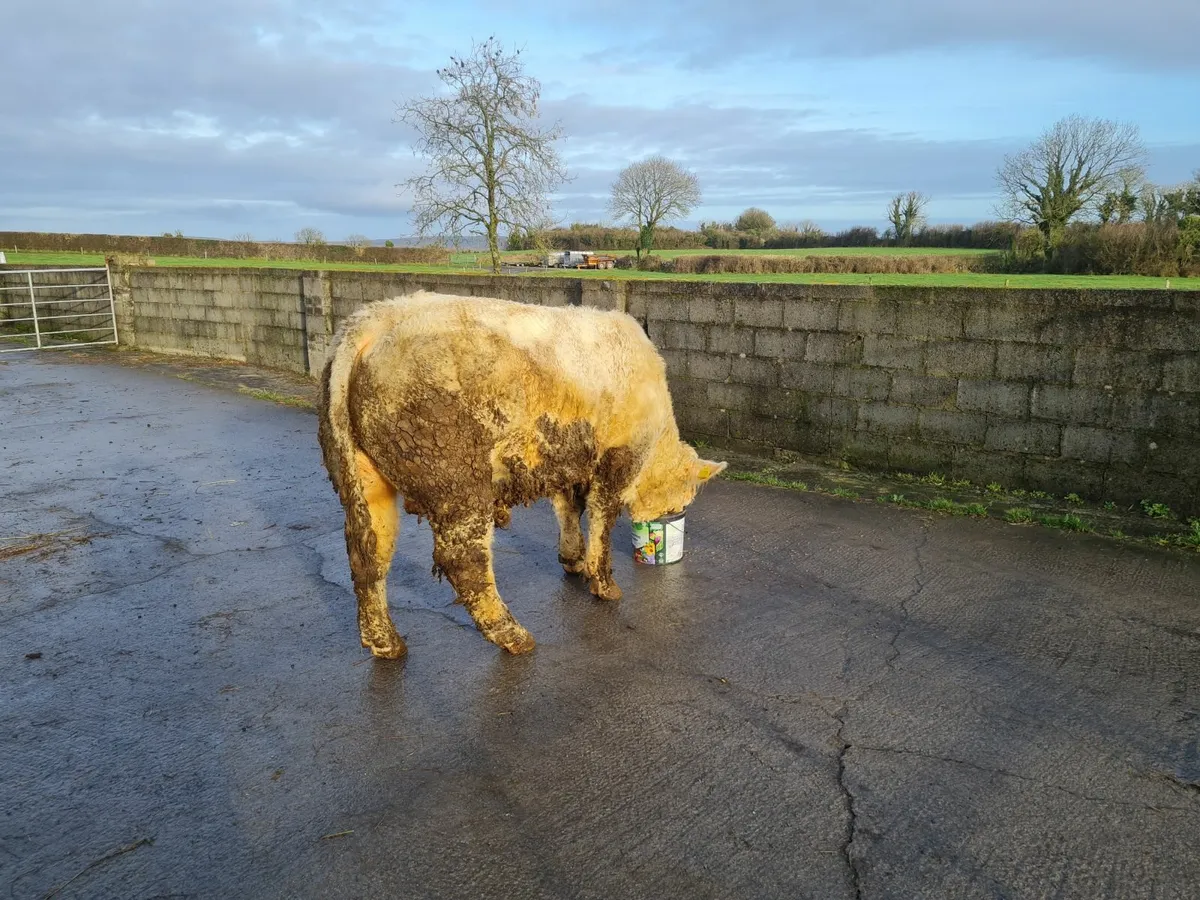 Charolais bull - Image 3