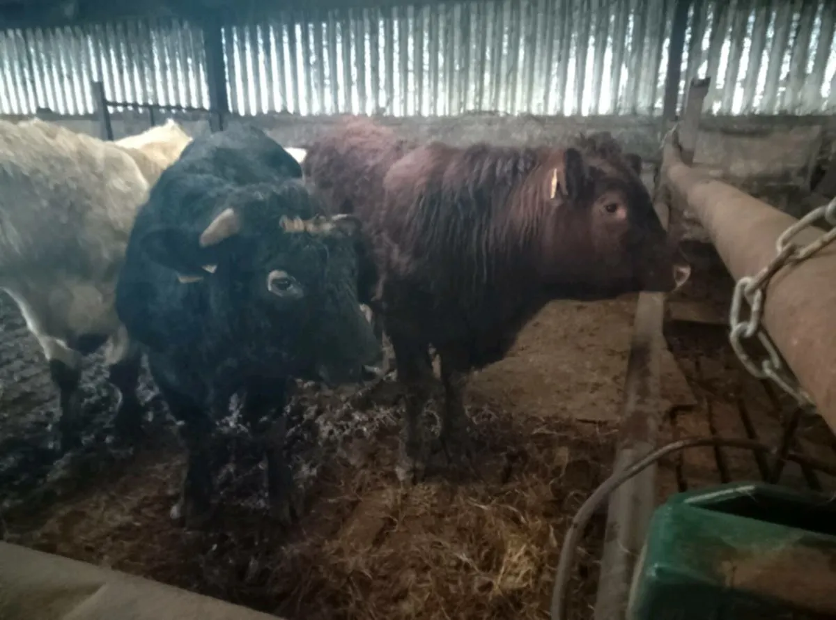 Organic Bull weanlings - Image 1