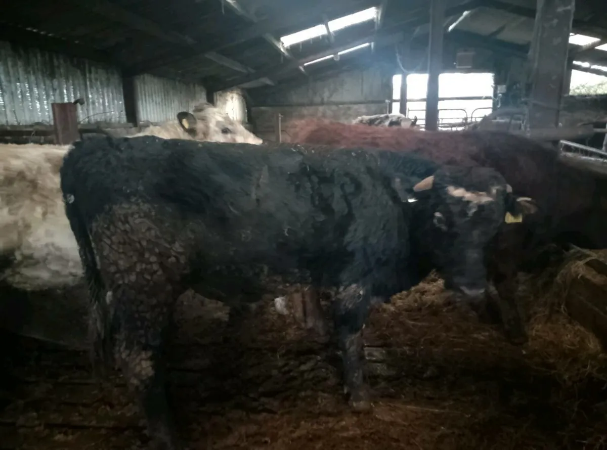 Organic Bull weanlings - Image 2