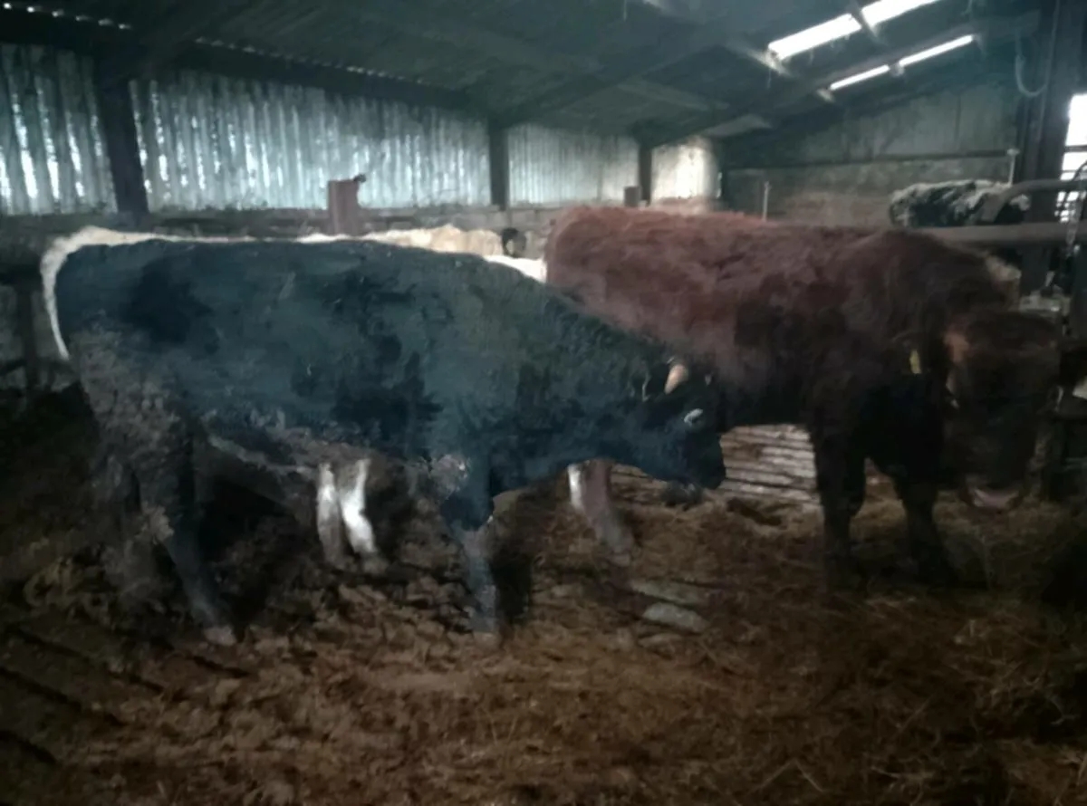 Organic Bull weanlings - Image 3