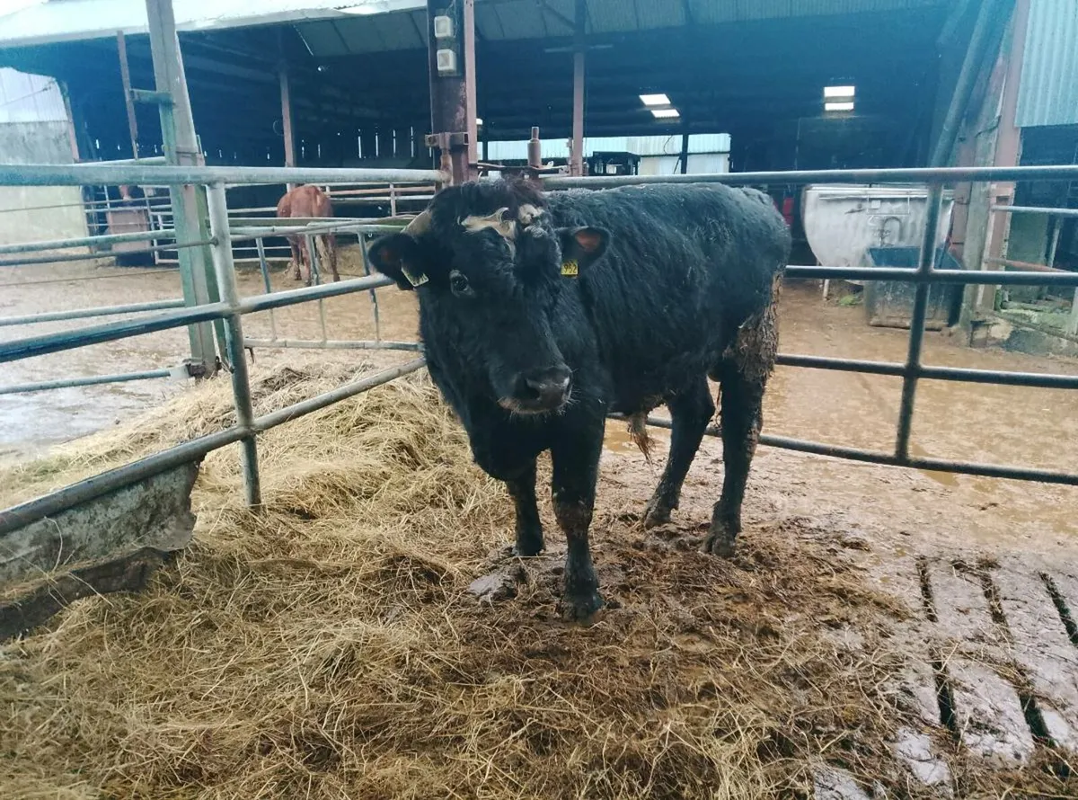 Organic Bull weanlings - Image 4