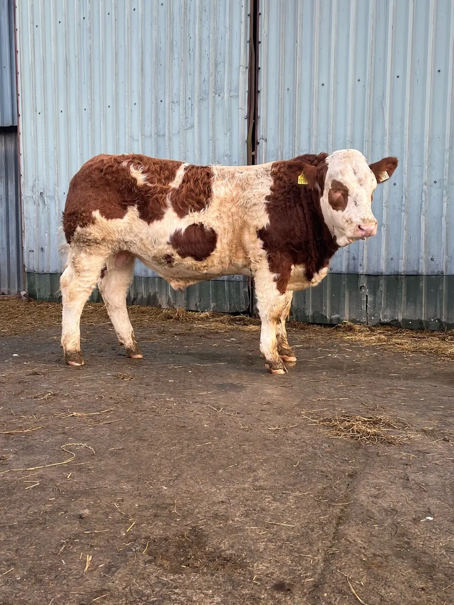 Pedigree Simmental Bull for Sale - Image 1