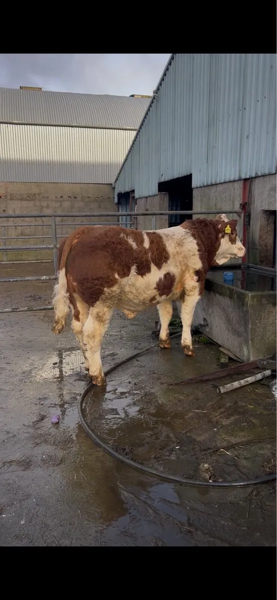 Pedigree Simmental Bull for Sale - Image 2