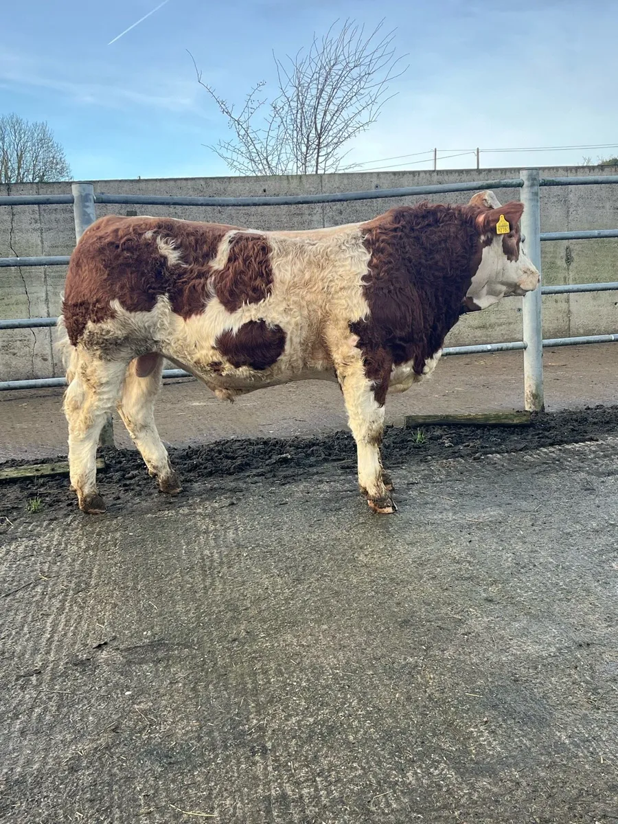 Pedigree Simmental Bull for Sale - Image 3