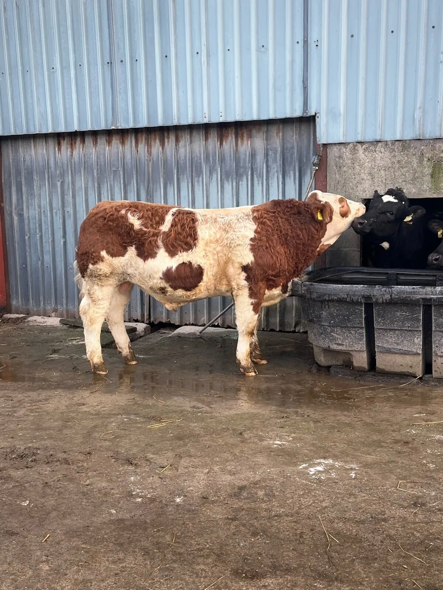 Pedigree Simmental Bull for Sale - Image 4