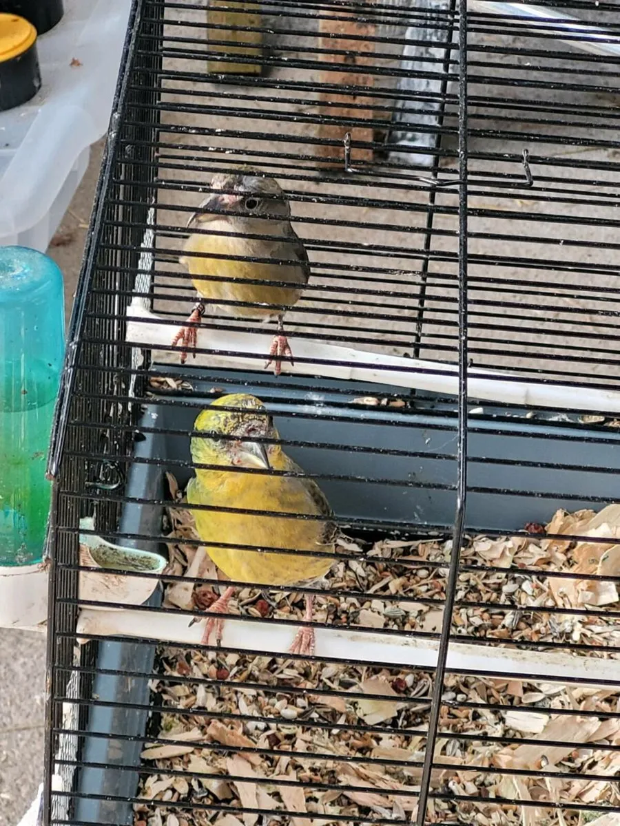 Pair of Crossbills - Image 2