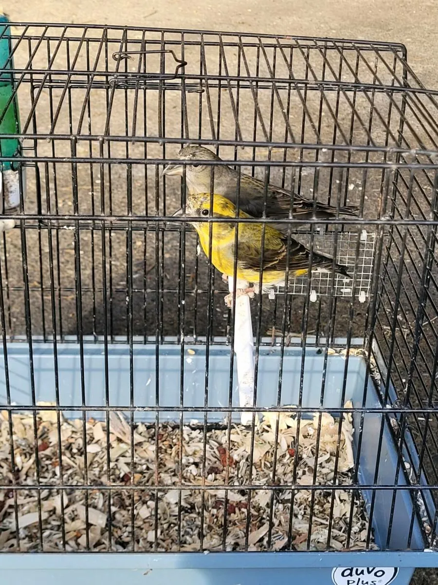 Pair of Crossbills - Image 3