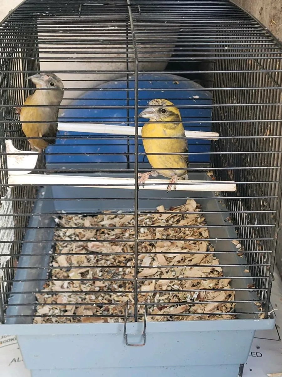 Pair of Crossbills - Image 1