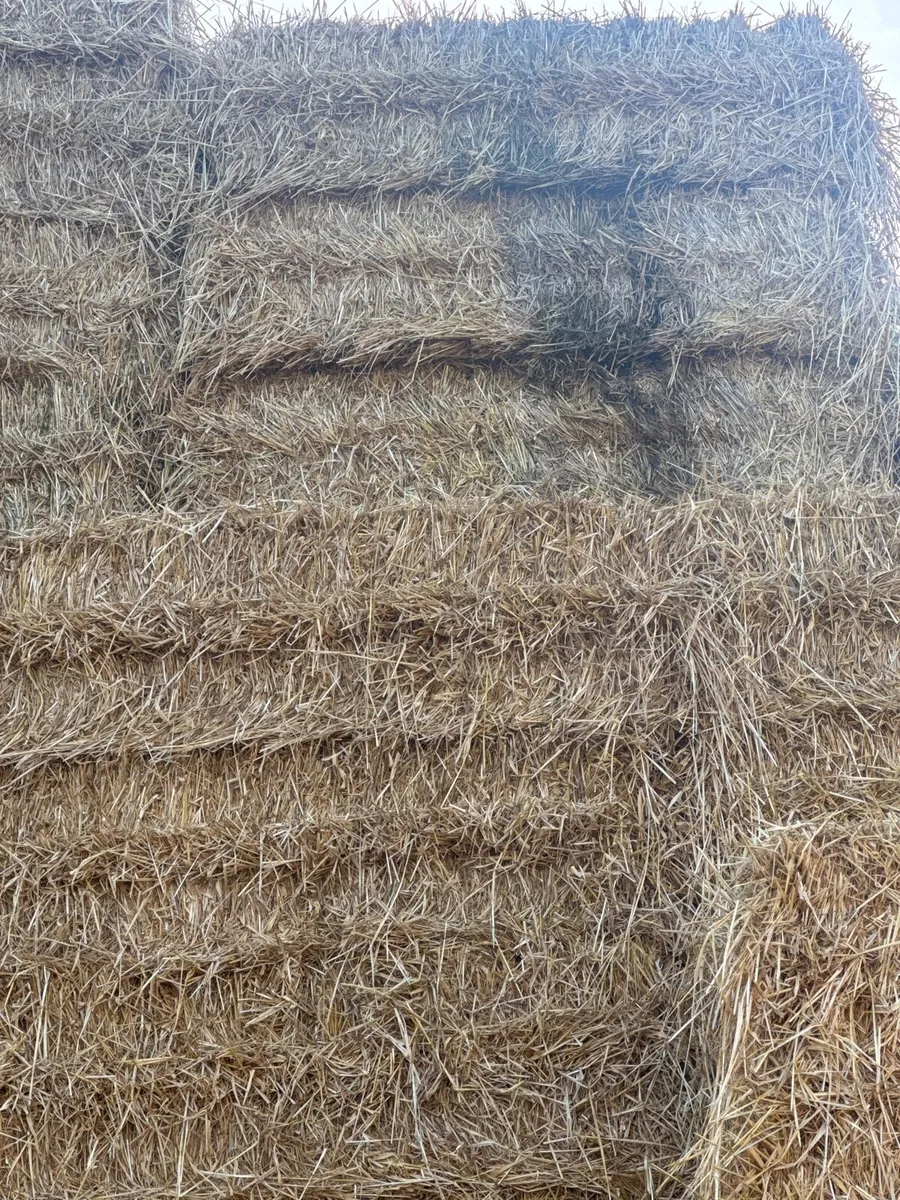 Cheap discounted Spring barley straw - Image 3