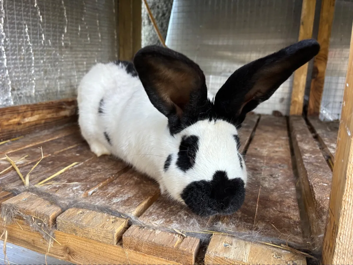 Checkered Rabbit - Image 1