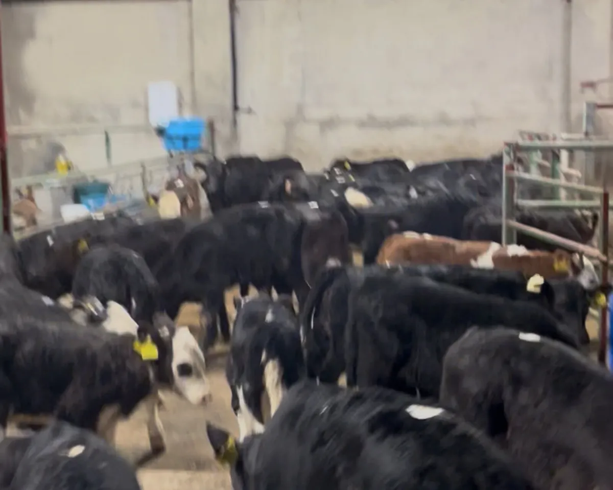 2026 Calf Season @ Parkmore Calf Farm - Image 2