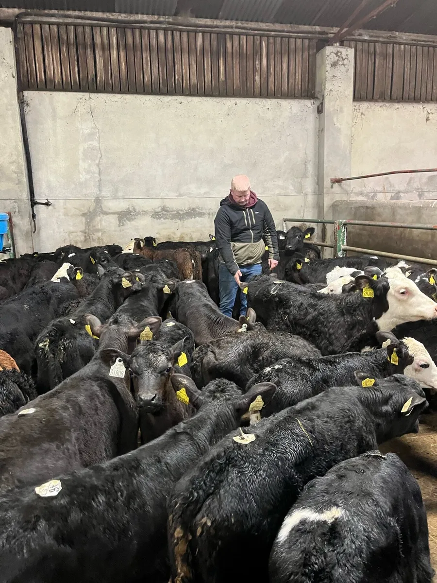 2026 Calf Season @ Parkmore Calf Farm - Image 3