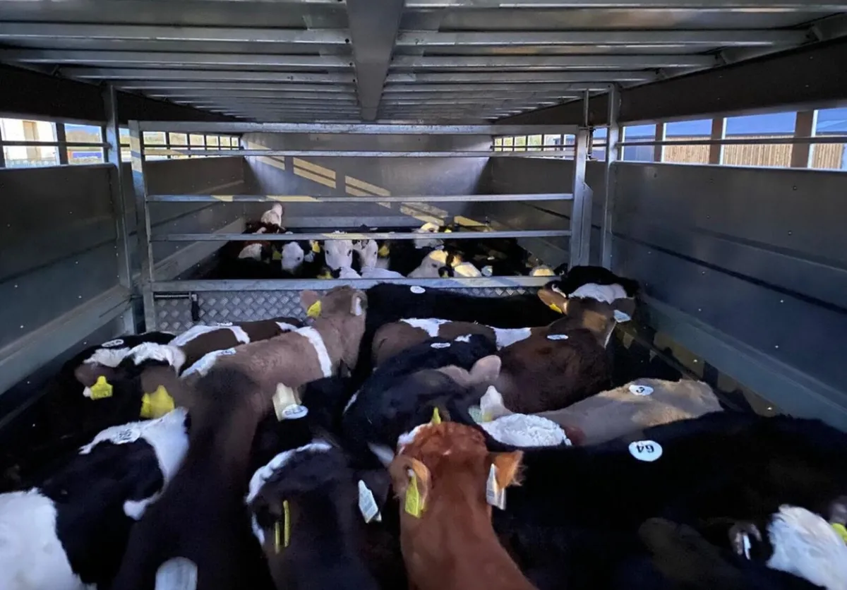 2026 Calf Season @ Parkmore Calf Farm - Image 4