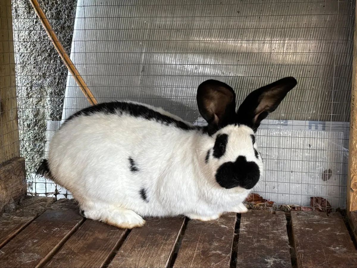 Checkered Rabbit - Image 2
